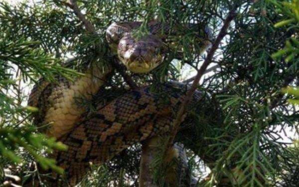 Misteri 2 Ular Raksasa di Hutan Kalimantan Berkepala Mirip Naga Gegerkan Media Asing Misteri 2 Ular Raksasa di Hutan Kalimantan Berkepala Mirip Naga Gegerkan Media Asing