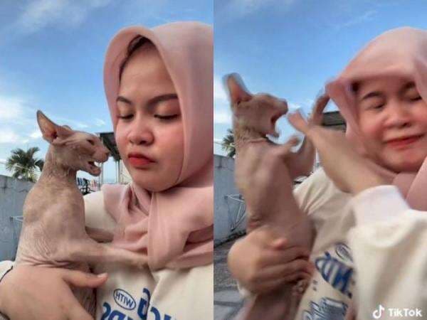 Momen Wanita Dicakar Sphinx Kesayangannya, Kesal Sampai Sebut Keturunan Firaun Momen Wanita Dicakar Sphinx Kesayangannya, Kesal Sampai Sebut Keturunan Firaun