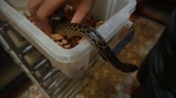 Bukan Bisnis Biasa, Raup Cuan dari Ternak Ular Anaconda Bukan Bisnis Biasa, Raup Cuan dari Ternak Ular Anaconda