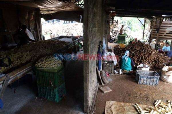 8 Negara Penghasil Singkong Terbesar di Dunia, Indonesia Masuk Daftar? 8 Negara Penghasil Singkong Terbesar di Dunia, Indonesia Masuk Daftar?