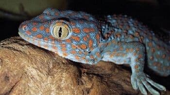 Viral Tokek dengan Panjang hingga 1 Meter, Hoaks atau Fakta? Viral Tokek dengan Panjang hingga 1 Meter, Hoaks atau Fakta?