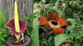 Perbedaan Bunga Bangkai dan Rafflesia Arnoldii yang Tak Banyak Orang Ketahui Perbedaan Bunga Bangkai dan Rafflesia Arnoldii yang Tak Banyak Orang Ketahui