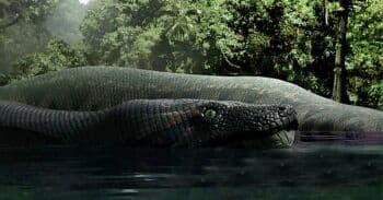 Misteri Nabau, Ular Raksasa Berkepala Naga Paling Ditakuti Suku Dayak Misteri Nabau, Ular Raksasa Berkepala Naga Paling Ditakuti Suku Dayak