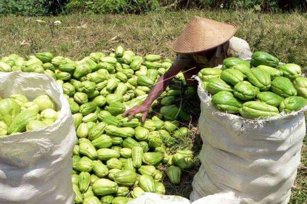 3 Khasiat Labu Siam untuk Kesehatan, Menjaga Tekanan Darah! 3 Khasiat Labu Siam untuk Kesehatan, Menjaga Tekanan Darah!