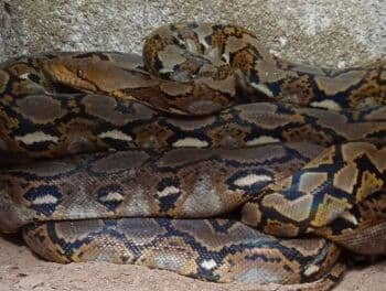 Menguak Misteri Ular Raksasa Penjaga Hutan Kalimantan yang Gemparkan Media Asing Menguak Misteri Ular Raksasa Penjaga Hutan Kalimantan yang Gemparkan Media Asing