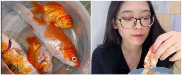 Memasak sup, yang diolah wanita ini ikan hias mahal Memasak sup, yang diolah wanita ini ikan hias mahal