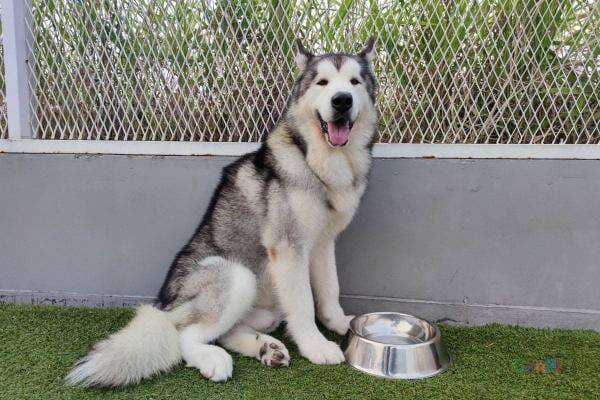 Tak Cuma Tulang, Makanan Ini Juga Tak Boleh Dikasih ke Kucing dan Anjing Tak Cuma Tulang, Makanan Ini Juga Tak Boleh Dikasih ke Kucing dan Anjing