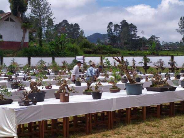 Pameran dan Kontes Bonsai Lokal Terbuka Digelar di Cikajang Garut Pameran dan Kontes Bonsai Lokal Terbuka Digelar di Cikajang Garut