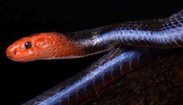 5 Ular Berkulit Cantik tapi Berbahaya, Nomor 4 Keganasan Racunnya Melegenda 5 Ular Berkulit Cantik tapi Berbahaya, Nomor 4 Keganasan Racunnya Melegenda