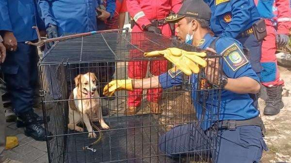 Tidak Terawat, 15 Anjing Dievakuasi Damkar dari Rumah yang Ditinggal Pemiliknya