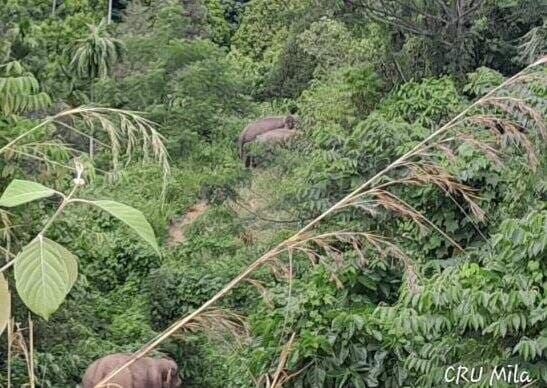 CRU Mila Bersama Warga Gampong Riweuk Giring Kawanan Gajah Liar ke Hutan