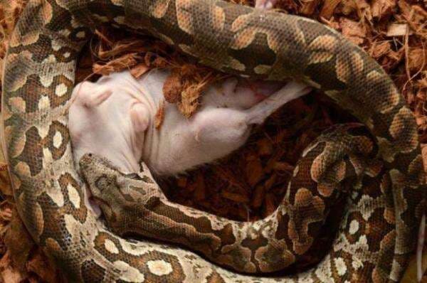 Punya Struktur Rahang Tak Berengsel, Ular Piton Bisa Telan Mangsa Besar Punya Struktur Rahang Tak Berengsel, Ular Piton Bisa Telan Mangsa Besar