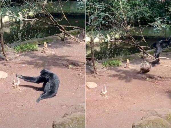 Iseng Colek Landak, Siamang Ini Malah Lari Ketakutan sampai Manjat Pohon, Bikin Ngakak Iseng Colek Landak, Siamang Ini Malah Lari Ketakutan sampai Manjat Pohon, Bikin Ngakak