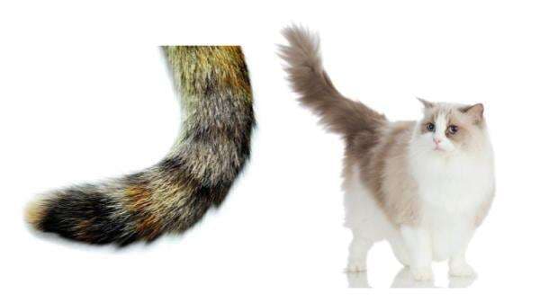 7 Arti dari Gerakan Ekor Kucing Berdasarkan Suasana Hatinya, Jangan Salah Mengartikan! 7 Arti dari Gerakan Ekor Kucing Berdasarkan Suasana Hatinya, Jangan Salah Mengartikan!