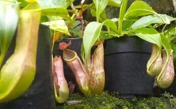 Mengenal 5 Tanaman Endemik Asli Indonesia, Ada yang Terancam Punah Mengenal 5 Tanaman Endemik Asli Indonesia, Ada yang Terancam Punah