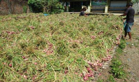 In Picture: Harga Bawang Merah di Jawa Timur Anjlok
