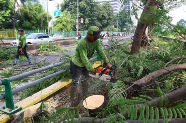 Waspada! 162 Pohon di Jalan Kota Bogor Rawan Tumbang