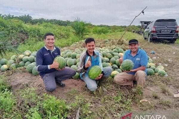 Jadi Petani Semangka, Pemuda Riau Raih Rp 40 Juta Sekali Panen