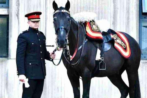 Ini Istimewa Kuda Hitam "Invader" yang akan Antar Jasad Ratu Elizabeth II ke Peristirahatan Terakhir Ini Istimewa Kuda Hitam "Invader" yang akan Antar Jasad Ratu Elizabeth II ke Peristirahatan Terakhir