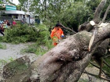 Hujan Deras, Pohon Tumbang Timpa Rumah dan Mobil di Jagakarsa