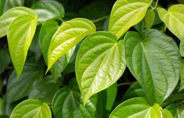 Ini 8 Manfaat Daun Sirih bagi Kesehatan dan Cara Penggunaannya, Gampang Banget! Ini 8 Manfaat Daun Sirih bagi Kesehatan dan Cara Penggunaannya, Gampang Banget!