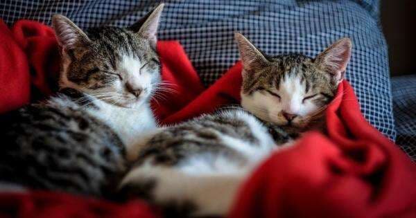 Berapa Lama Kucing Hamil, Perhatikan Tandanya Supaya Kamu Tahu Berapa Lama Kucing Hamil, Perhatikan Tandanya Supaya Kamu Tahu