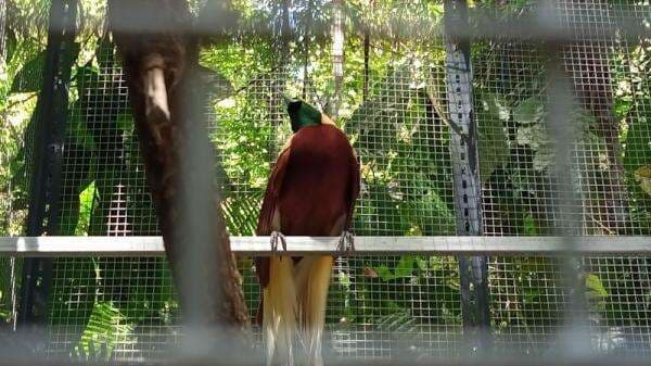 8 Hewan Endemik Indonesia, Nomor 5 Keindahannya Dijuluki Turun Dari Surga 8 Hewan Endemik Indonesia, Nomor 5 Keindahannya Dijuluki Turun Dari Surga