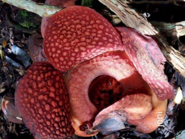 Potret Bunga Rafflesia yang Mekar Sempurna di Halaman Rumah Warga Potret Bunga Rafflesia yang Mekar Sempurna di Halaman Rumah Warga
