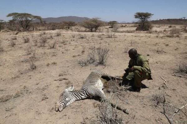 Kekeringan Terburuk Kenya, Puluhan Zebra Langka Tewas