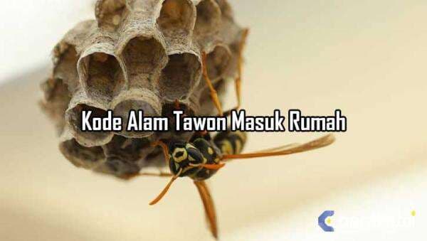 6 Kode Alam Tawon Masuk Rumah yang Perlu di Ketahui 6 Kode Alam Tawon Masuk Rumah yang Perlu di Ketahui