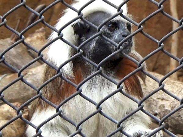 Gemas! Ada Cotton Top Tamarin di Batu Secret Zoo, Monyet Mini Berambut Mohawk Gemas! Ada Cotton Top Tamarin di Batu Secret Zoo, Monyet Mini Berambut Mohawk