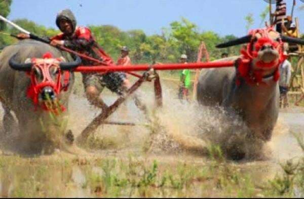 Mengenal Sekilas Tentang Barapan Kebo Sumbawa Mengenal Sekilas Tentang Barapan Kebo Sumbawa