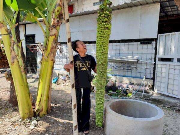 Geger Ada Pisang Ajaib Panjangnya Sampai 2 Meter, Ribuan Buah Dalam Satu Tandan! Geger Ada Pisang Ajaib Panjangnya Sampai 2 Meter, Ribuan Buah Dalam Satu Tandan!