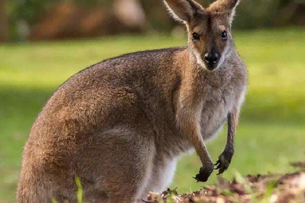 Fauna Australis adalah Hewan Bagian Timur, Ini Cirinya Fauna Australis adalah Hewan Bagian Timur, Ini Cirinya