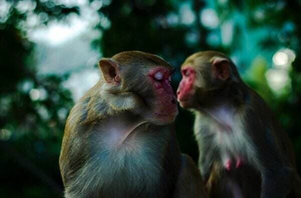 Objek Wisata Mangunan Diserang Monyet Ekor Panjang