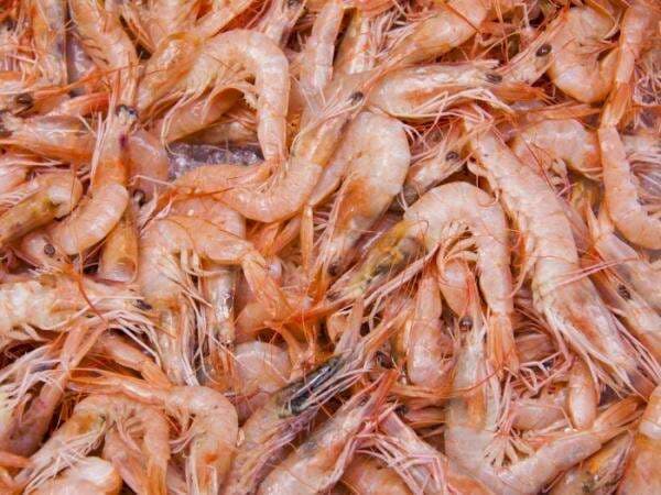 6 Makanan Tinggi Protein yang Rendah Lemak, Cocok untuk Diet! 6 Makanan Tinggi Protein yang Rendah Lemak, Cocok untuk Diet!