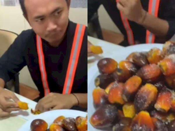 Viral, Karyawan Perkebunan Sawit Asyik Makan Buah Sawit: Kurma Indo Nih Bos! Viral, Karyawan Perkebunan Sawit Asyik Makan Buah Sawit: Kurma Indo Nih Bos!