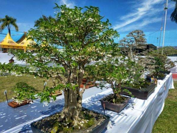 Menghasilkan Cuan, Bonsai Anting Putri Khas Riau Jadi Peluang Bisnis Menjanjikan Menghasilkan Cuan, Bonsai Anting Putri Khas Riau Jadi Peluang Bisnis Menjanjikan