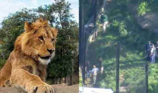 Waduh, Lima Ekor Singa di Kebun Binatang Taronga Sydney Kabur dari Kandangnya