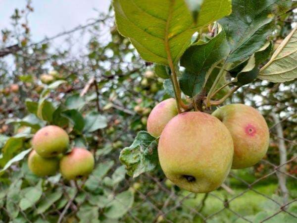 Terungkap! Ternyata Begini Sejarah Apel di Indonesia Sampai Menjadi Ikon Kota Malang Terungkap! Ternyata Begini Sejarah Apel di Indonesia Sampai Menjadi Ikon Kota Malang