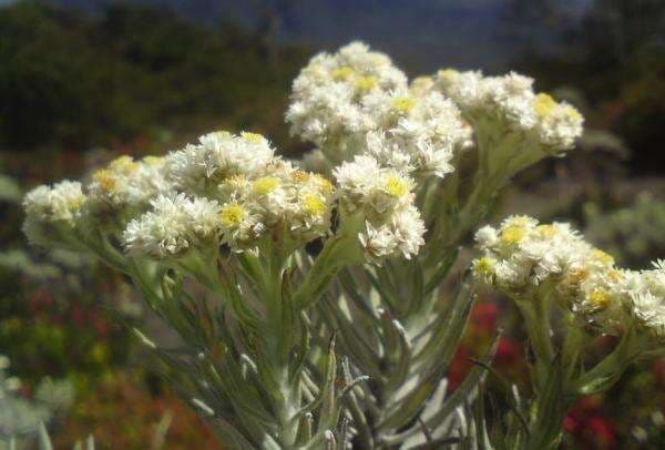 Fakta Bunga Edelweis, Si Eksotis dari Puncak Gunung Fakta Bunga Edelweis, Si Eksotis dari Puncak Gunung