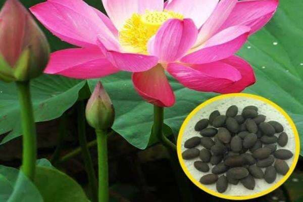 Ini 8 Manfaat Biji Bunga Teratai yang Viral di TikTok Ini 8 Manfaat Biji Bunga Teratai yang Viral di TikTok
