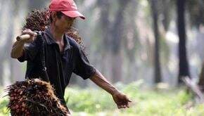 Kemitraan Kunci Industri Kelapa Sawit Sebagai Penopang Ekonomi