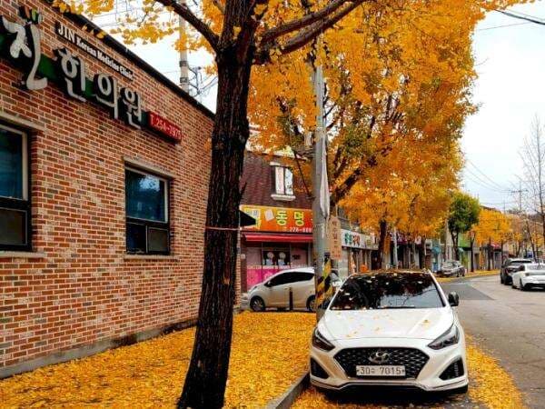 3 Fakta Unik Pohon Ginkgo Biloba, Fosil Hidup dari Cina yang Jadi Spot Foto di Korea 3 Fakta Unik Pohon Ginkgo Biloba, Fosil Hidup dari Cina yang Jadi Spot Foto di Korea
