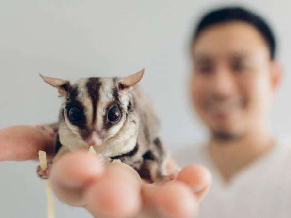 10 Fakta Menarik Sugar Glider, Si Gemas yang Mudah Akrab 10 Fakta Menarik Sugar Glider, Si Gemas yang Mudah Akrab