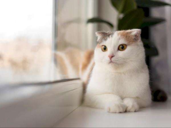 3 Kucing Termahal di Dunia, Harganya hingga Miliaran Rupiah! 3 Kucing Termahal di Dunia, Harganya hingga Miliaran Rupiah!