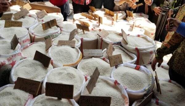 Ekonom Soroti Tajam Rencana Pemerintah Bagi-bagi Rice Cooker: Rakyat Lebih Butuh Beras!