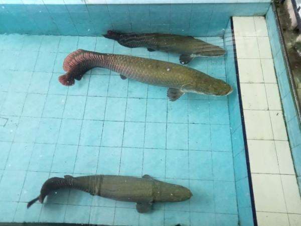Cuma Bayar Rp13 Ribu Bisa Bertemu Ikan Purba yang Masih Eksis Sampai Saat Ini Cuma Bayar Rp13 Ribu Bisa Bertemu Ikan Purba yang Masih Eksis Sampai Saat Ini