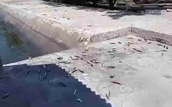 Viral Video Ikan-Ikan Kecil Terdampar di Tepi Pantai, Ini Kata BMKG