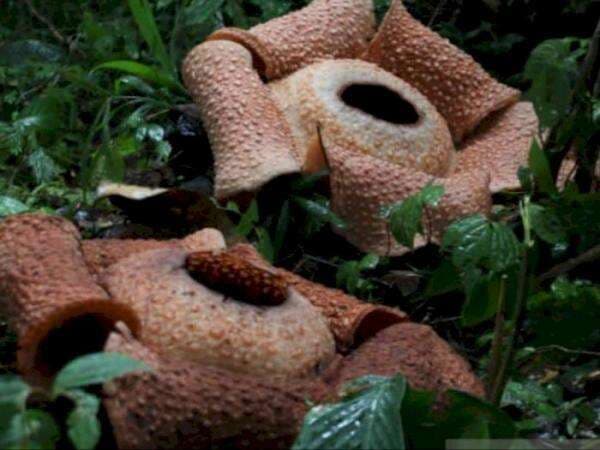 Indahnya Bunga Rafflesia Arnoldi Tumbuh Mekar di Kebun Jagung Warga di Bengkulu Indahnya Bunga Rafflesia Arnoldi Tumbuh Mekar di Kebun Jagung Warga di Bengkulu